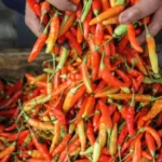 Harga Cabai Rawit Tembus Rp127 Ribu, Pemerintah Sarankan 'Jangan Makan Pedas’