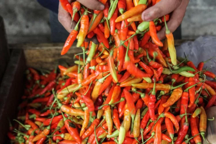 Harga Cabai Rawit Tembus Rp127 Ribu, Pemerintah Sarankan 'Jangan Makan Pedas’