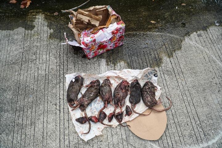 Tempo Dapat Kiriman Bangkai Tikus