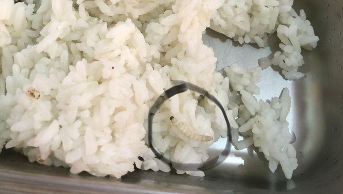 Dari Ulat hingga Makanan Basi, Deretan Masalah MBG di SMK N 4 Jogja