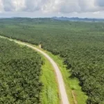 Konflik Lahan Sawit Duta Palma Group: Masyarakat Tak Pernah Terima 20% Bagian