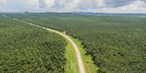 Konflik Lahan Sawit Duta Palma Group: Masyarakat Tak Pernah Terima 20% Bagian