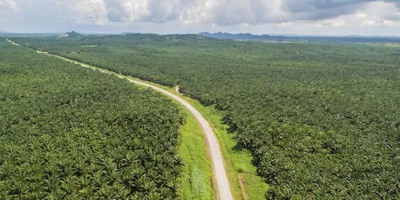 Konflik Lahan Sawit Duta Palma Group: Masyarakat Tak Pernah Terima 20% Bagian