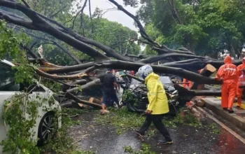 Hujan Deras Disertai Angin Kencang Terjang Jakarta, 10 Pohon Tumbang dan 1 Korban Jiwa