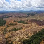 10,5 Hektare Hilang, Indonesia Alami Deforestasi Besar