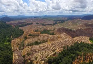 10,5 Hektare Hilang, Indonesia Alami Deforestasi Besar