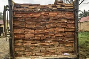 Polda Riau Tangkap Tersangka Perambahan Hutan Bawa 10 Kubik Kayu