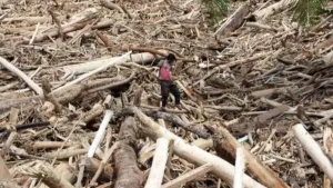 Polisi membeberkan sejumlah perkembangan baru dalam kasus kayu gelondongan yang terseret banjir di Aceh dan Sumatra.