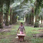 Wakil Ketua Komisi IV DPR Fraksi PDIP Alex Indra Lukman merespons rencana Presiden Prabowo Subianto yang berkeinginan menanam kelapa sawit di Papua. 