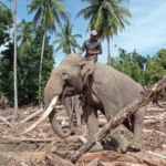 Ramai Kritikan, BKSDA Pastikan Gajah yang Terlibat Evakuasi Sehat