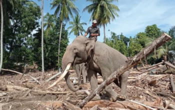 Ramai Kritikan, BKSDA Pastikan Gajah yang Terlibat Evakuasi Sehat