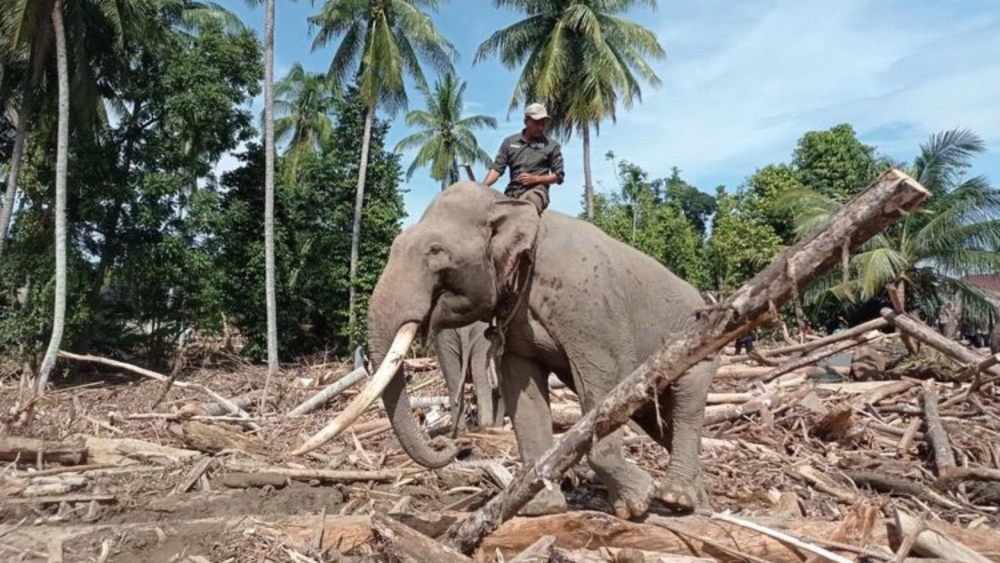 Ramai Kritikan, BKSDA Pastikan Gajah yang Terlibat Evakuasi Sehat