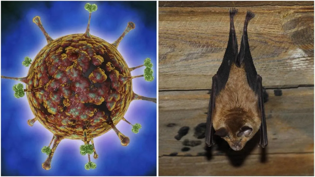 Bukan Kasus Pertama, Ini Sejarah Lahirnya Virus Nipah